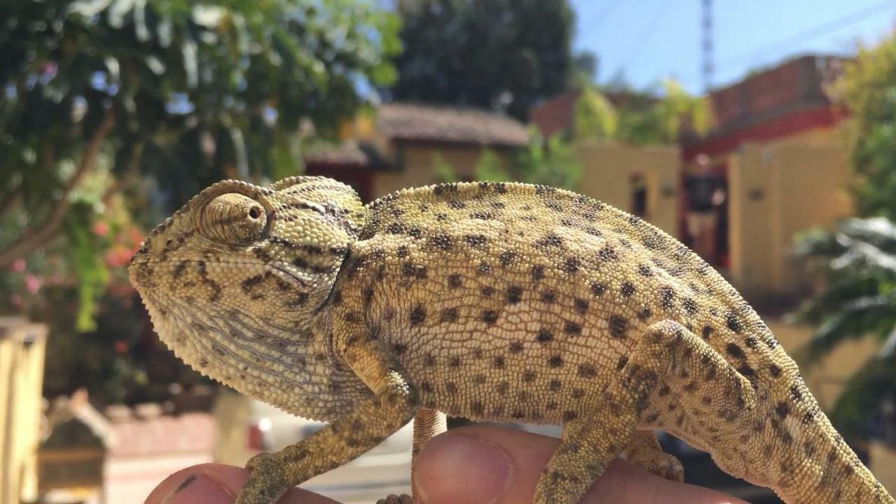 דירות אלורה Finca Fenix מראה חיצוני תמונה
