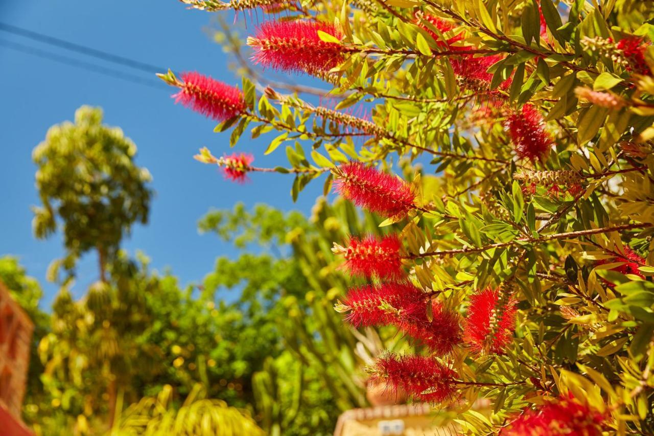 דירות אלורה Finca Fenix מראה חיצוני תמונה